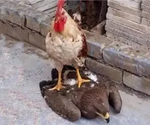 شاهکار حیات وحش / خروس غیرتی عقاب متجاوز چسبوند خفت دیوار پرپرش کرد