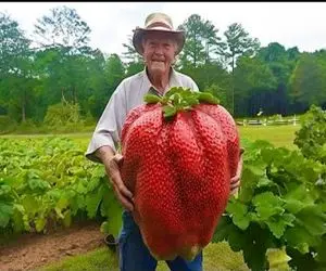 کشاورزی نوین؛ با تجهیزات مدرن توت فرنگی کاشتن اندازه هندوانه کمر آقا شکست واسه حملش