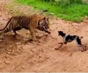 از جذابیت‌های حیات وحش؛ ببر خودشو زده به موش مردگی سگ که از راه میرسه قورتش میده