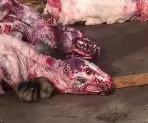 فرآور راکون؛ میزنن تو سر راکون ضربه مغزی شه بریونیش کنن با پوستشم میلیاردر شن