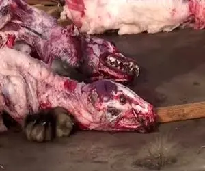 فرآور راکون؛ میزنن تو سر راکون ضربه مغزی شه بریونیش کنن با پوستشم میلیاردر شن