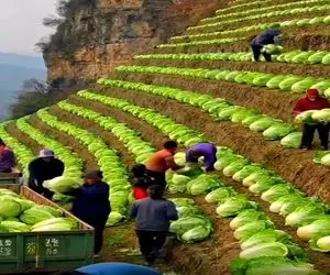 کشاورزی نوین؛ بچه های روستا همینجوری رو کوه بذر کاهو ریختن بار دادن کل ده پولدار شدن