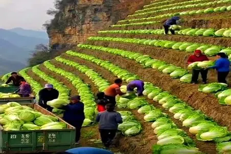 کشاورزی نوین؛ بچه های روستا همینجوری رو کوه بذر کاهو ریختن بار دادن کل ده پولدار شدن