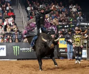 تاخت و تاز خونین؛ گاو سرکش وسط بازی با سر رفت تو کمر گاوچرون و از وسط جمعیت فرار کرد