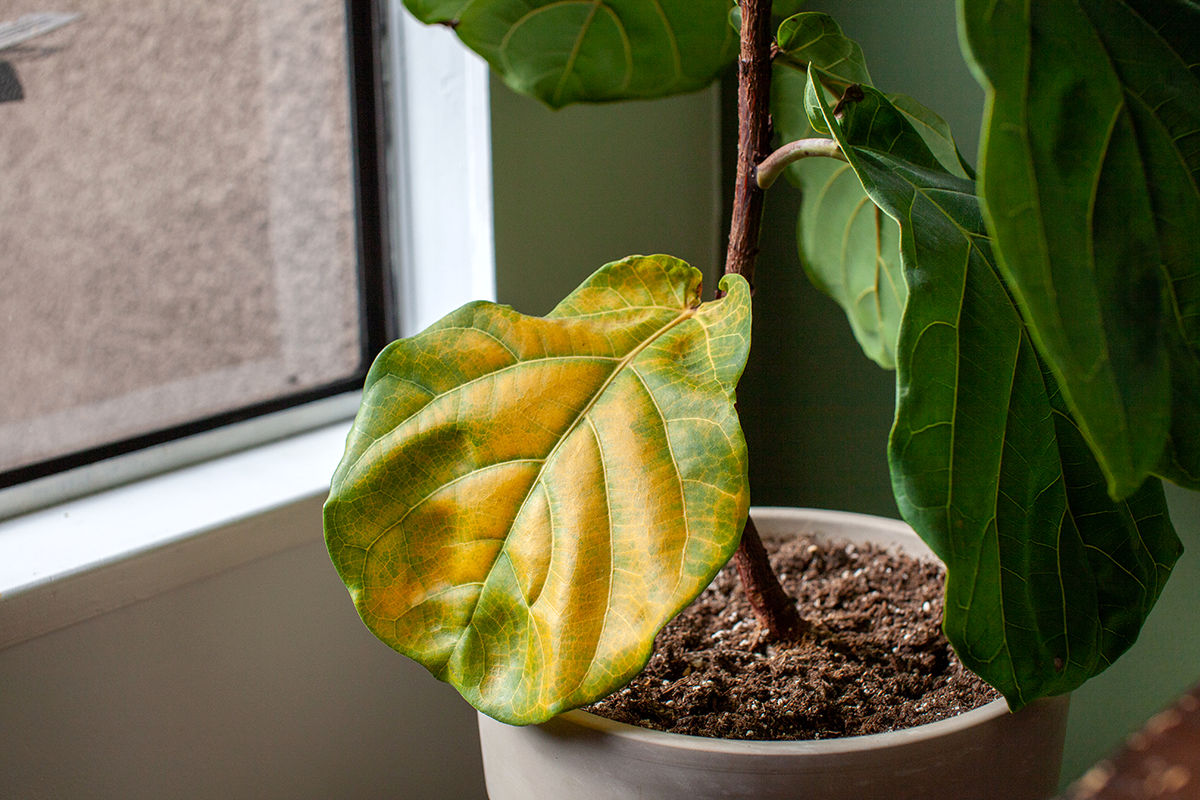 علت زرد شدن برگ گیاهان آپارتمانی