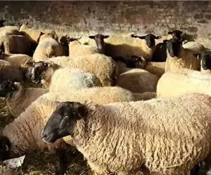 قیمت دام زنده امروز ۲۴ اردیبهشت ۱۴۰۵ + جدول