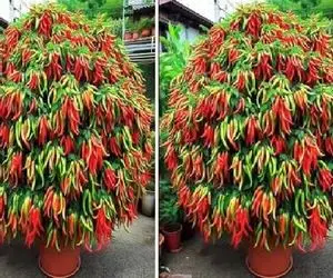 کشاورزی نوین؛ برا رشدسریع درخت فلفل با خمیردندون آلوئه ورا و فلفل و بهم پیوند زد