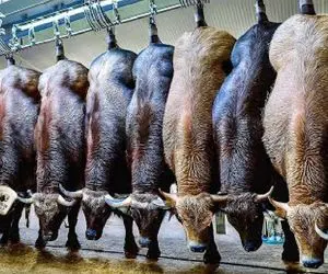 فرآوری بوفالو؛ بوفالو بردن سلاخخونه برای خوشمزگی دوگانه، موزارلا از شیر استیک از گوشت