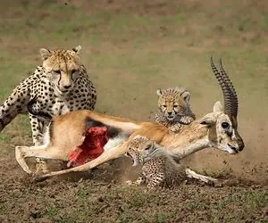 نارام زیان؛ پلنگ مادر روی آهو خیمه زد و محکم نگه داشته تا توله اش برسه و اون بدردش