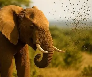 فریاد یک فیل در برابر وزوزی آرام/ چرا فیل ها از زنبورها می‌ هراسند؟
