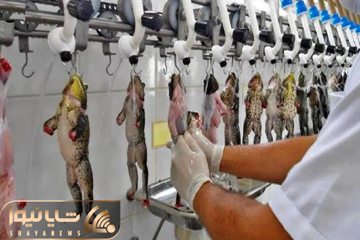 فرآوری قورباغه؛ تو استخر قورباغه پروار و با لیزر پوستشو برش میده سوخاری میکنه واسه سس