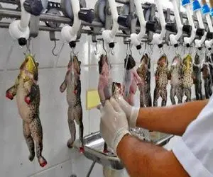 فرآوری قورباغه؛ تو استخر قورباغه پروار و با لیزر پوستشو برش میده سوخاری میکنه واسه سس