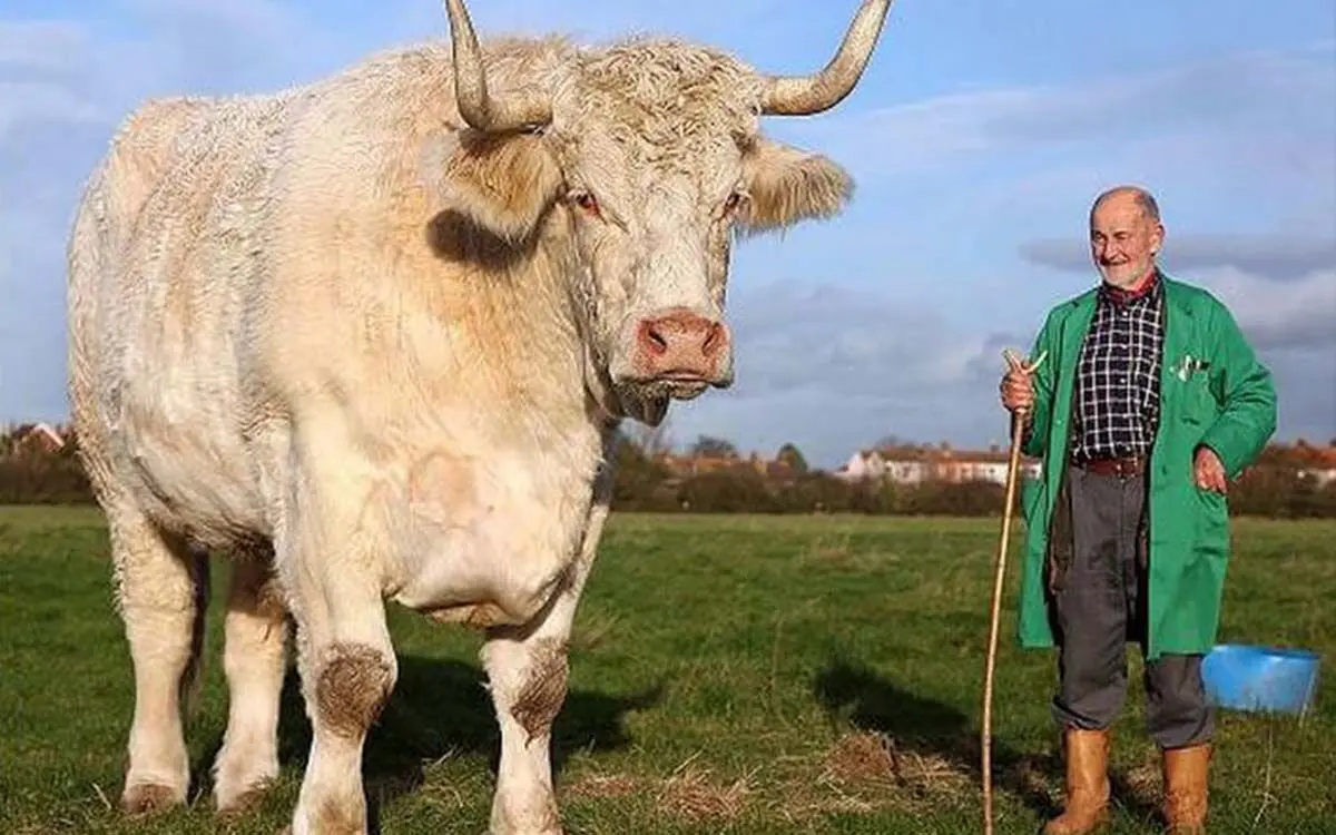 monster-bull-99108