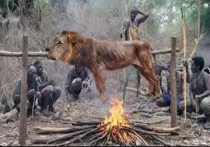 مستند حیات وحش؛ بربرهای برهنه شیری که قبیله رو قلع‌وقمع کرده بود کباب کردن