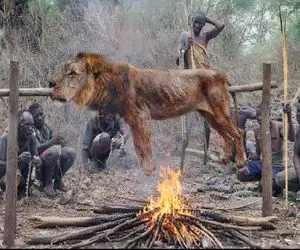 مستند حیات وحش؛ بربرهای برهنه شیری که قبیله رو قلع‌وقمع کرده بود کباب کردن