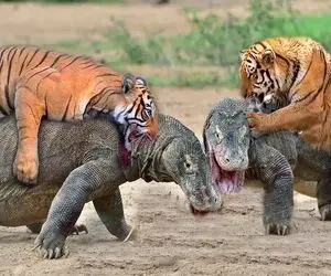 نارام زیان؛ ببر بدسگال وقتی کومودوی سفاک توله شو خورد از قفا گردنشو گاز زد