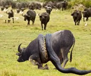 بدایع حیات وحش؛ پیتون ستبر گاماس گاماس بوفالوی غول پیکر رو تو خودش جا داد