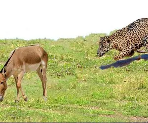 جذابیت حیات وحش/ این پلنگ با الاغ حریف اشتباه اش درگیر شد و ناکام از دنیا رفت