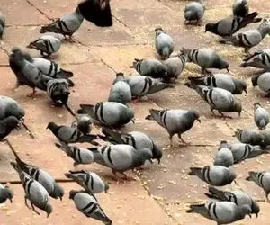 بازی فکری؛ حتی خلبان هام نتونستن جغد مخفی بین کبوترارو پیداکنه تو بتونی واقعا نابغه ای