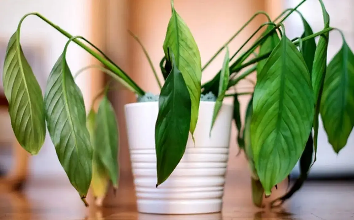 کاشت و برداشت خانگی؛ علت سوختگی نوک برگ گیاهان آپارتمانی چیست؟ بیا درمانشو بگم
