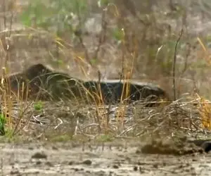 جنگ حیات وحش/شیر به دنبال کره خر مظلوم که آخرم تونست شکارش کنه