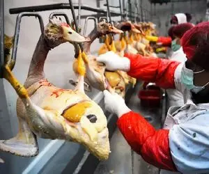 کارخانه حیوانات؛ پوست اردکهای باردار و زنده میکنن تخماشونو میکارن خودشونو چرخ میکنن