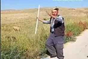 آواز محلی؛ چوپون شاد برای باز شدن  اشتهای گوسفنداش هم خوند و همزمانم پایکوبی میکنه