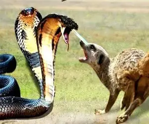 جذابیت حیات وحش / مار و مانگوس زرد به پست هم بخورند شر میشود