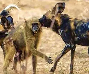 مستند حیات وحش؛ سگ های بد قریحه بابون مسلول بین خودشون نصف کردن