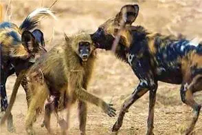 مستند حیات وحش؛ سگ های بد قریحه بابون مسلول بین خودشون نصف کردن