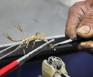 مستند حیات وحش؛ زهر عقرب گرونترین مایع جهان که هر لیترش چند میلیون دلار قیمت داره!