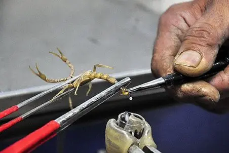 مستند حیات وحش؛ زهر عقرب گرونترین مایع جهان که هر لیترش چند میلیون دلار قیمت داره!