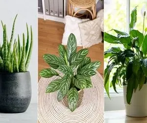 گیاهان زیبا و مقاوم به سرمای پاییز و زمستان / مخصوص راه پله سرد، بالکن و فضای داخلی