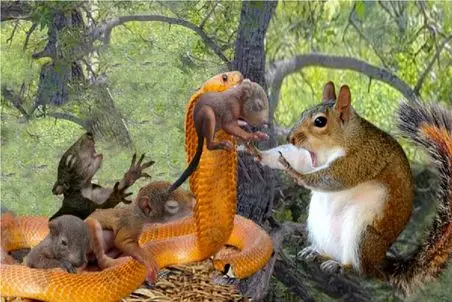 بدایع حیات وحش/دم سنجاب تو گلوی هرون گیر میکنه