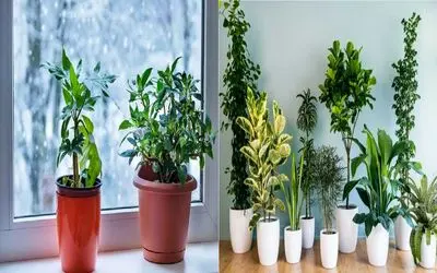 مراقبت گیاهان در فصول سرد/ با این نکات گیاهاتو از سرمازدگی و افسردگی نجات بده