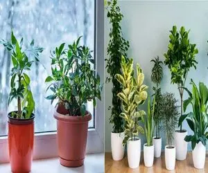 مراقبت گیاهان در فصول سرد/ با این نکات گیاهاتو از سرمازدگی و افسردگی نجات بده
