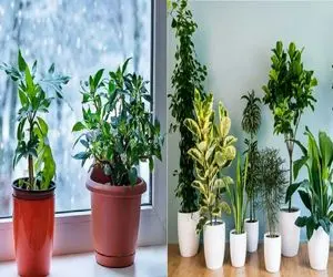 مراقبت گیاهان در فصول سرد/ با این نکات گیاهاتو از سرمازدگی و افسردگی نجات بده