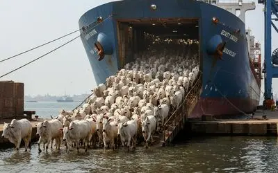 جا به جایی پرهیبت؛ چطور چند میلیون گاو رو با کشتی 5 طبقه فرستادن وسط اقیانوس