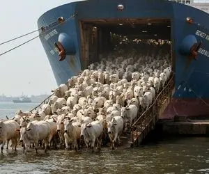 جا به جایی پرهیبت؛ چطور چند میلیون گاو رو با کشتی 5 طبقه فرستادن وسط اقیانوس