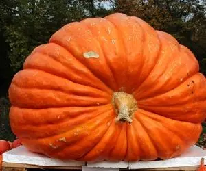 کدو تنبل غولپیکر؛ خورده خوابیده قلمبه شده دوربین مخفی گرفتن از صفر تا صد رشد کدوتنبل 