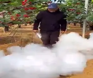 کشاورزی نوین؛ کشاورزای چین به جای کود دادن به میوه ها دود و دم دادن رشدشون ۵ برابر شد