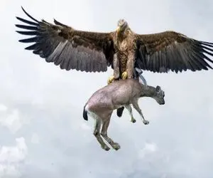 نارام زیان؛ عقاب بدسگال بره تو دهن تمساح سفاک رو بیرون کشید خودش بلعید