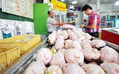 افزایش عجیب و غریب قیمت جوجه یک روزه؛ مرغ در شب عید گران می شود؟