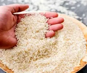 برنج ارزان می‌ شود؟