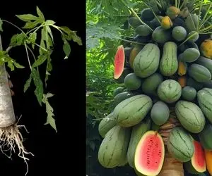 تکنیک های بکر کشاورزی؛ با روش های نوین هندوانه رو چجوری می کارن که از درخت بچینن