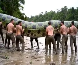 مستند حیات وحش؛ صد تا مرد ماری رو که ۵۰۰تا آدم خورده بلند کردن از وزنش پت پت افتادن