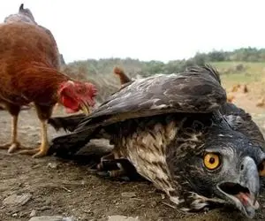 جذابیت حیات وحش؛ خروس سفاک شاهین و از پا درآورد تا دیگه نگاه چپ به مرغا نکنه