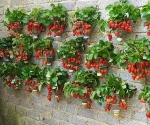 کشاورزی نوین؛ تو بطری های پلاستیکی توت فرنگی کاشته یه عالمه محصول داده