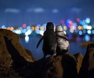 برترین عکس های حیات وحش 2020