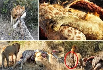شیر جنین زرافه را از شکم مادر بیرون کشید؛ بُرد و خورد